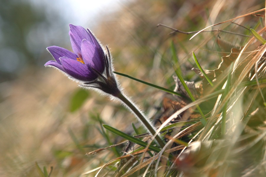 hrdo-a-pekne-zostra-na-lip-1170m-