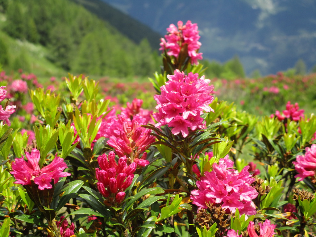 valtellina-mtb-cez-col-danzana-do-val-fontana