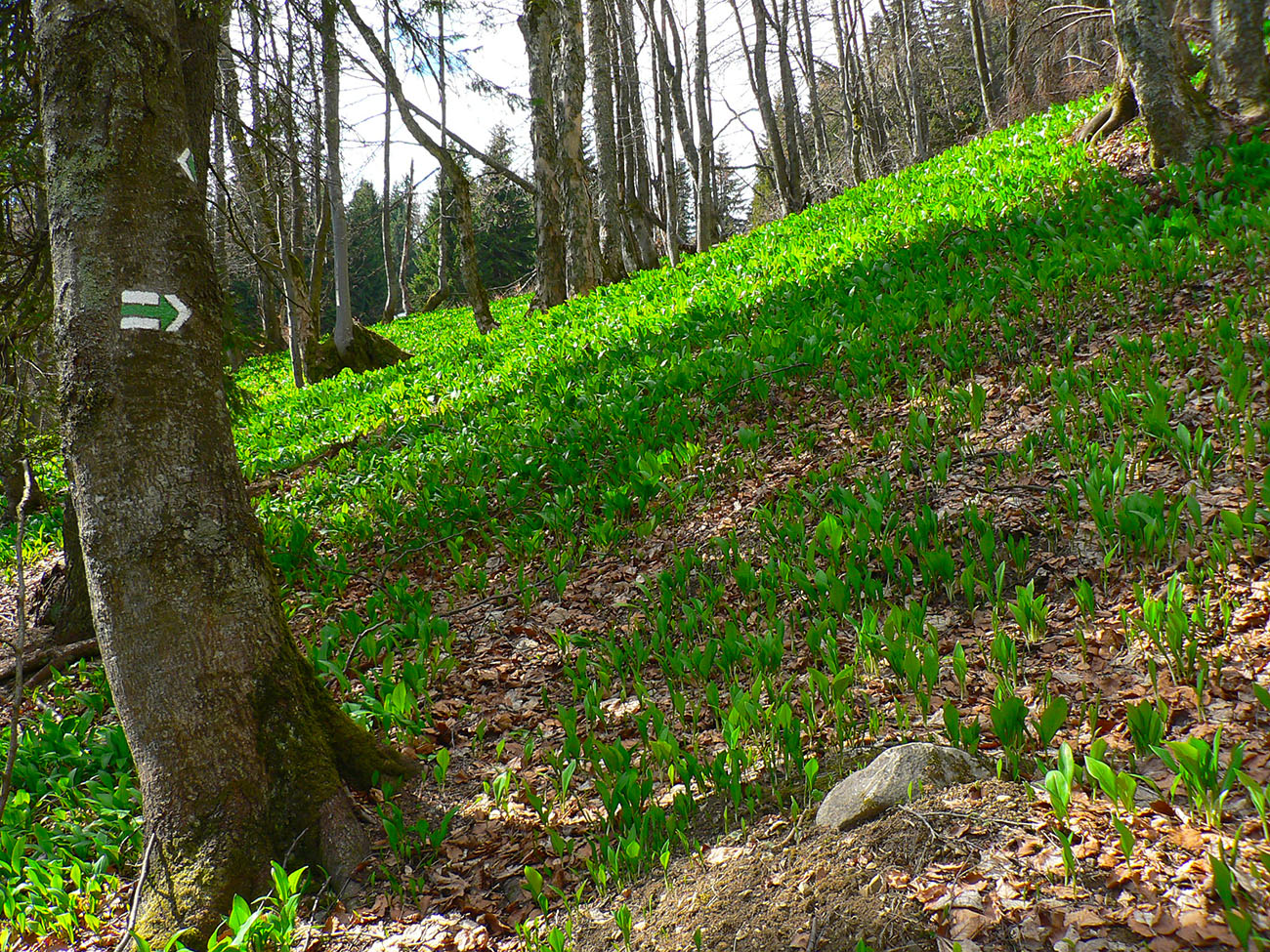 velka-fatra-kopa-klak-a-asfalt