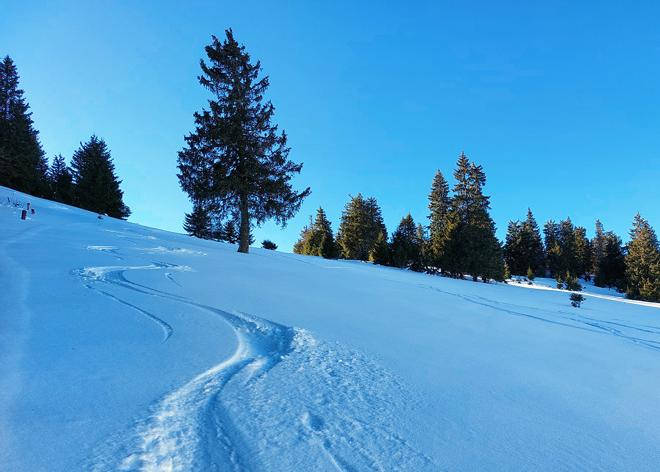 posledny-prasok-pod-liprunom-