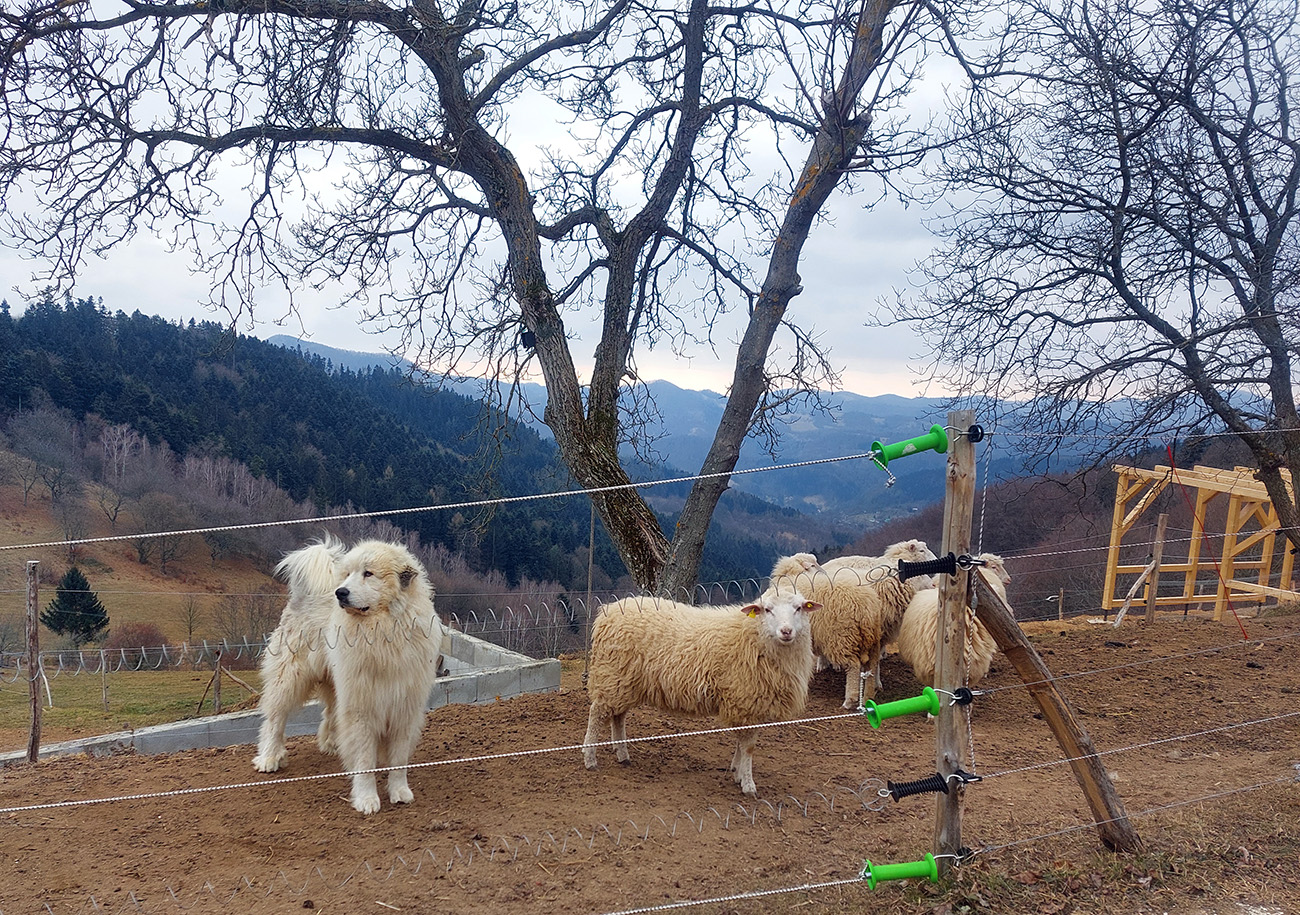 Na_Rumplovskej_nejaké_divné,_brechavé_ovečky_chovajú.