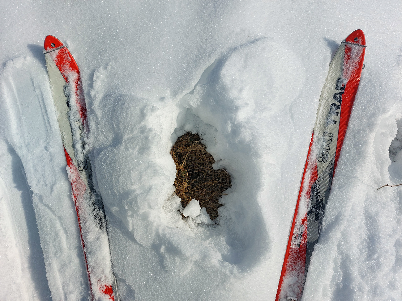 prasan-kora-aj-lepidlo-medzi-liprunom-a-smrekovicou-