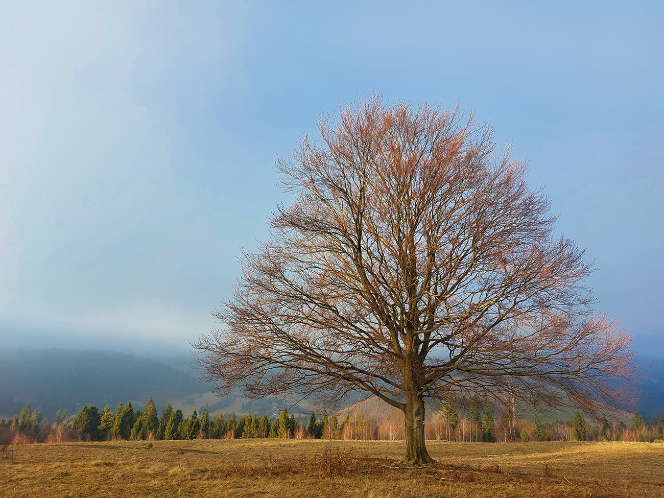 zahmleny-predvianocny-galmus