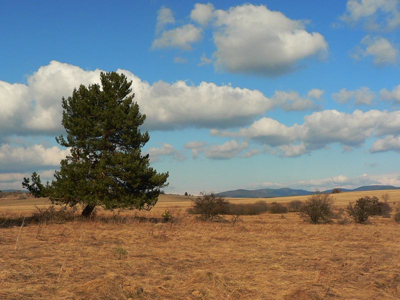 hrebenovka-ziaru-juzna-cast