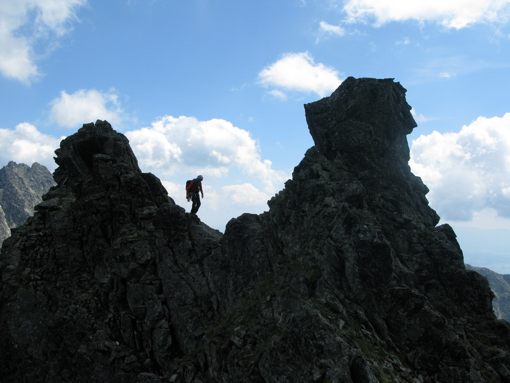 hrebenovka-osarpance-vysoka-tazky-stit