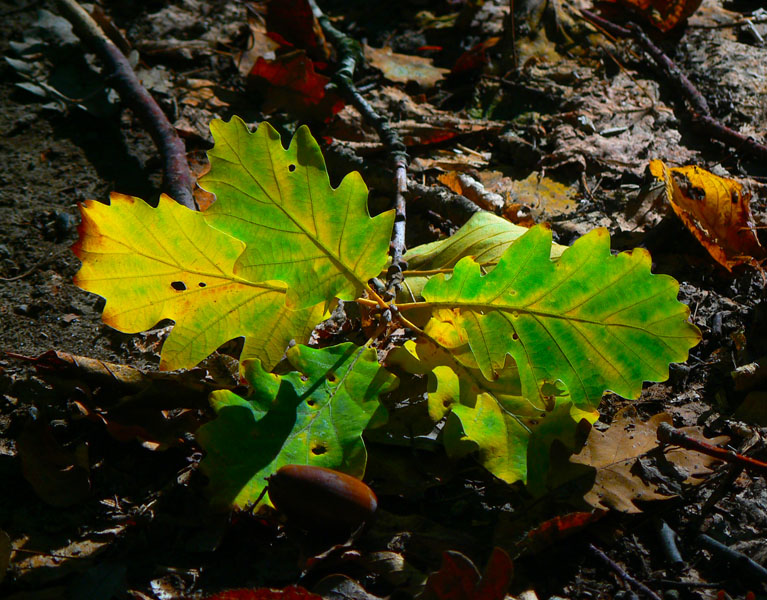kojsovska-hola-cez-bankov-a-jahodnu